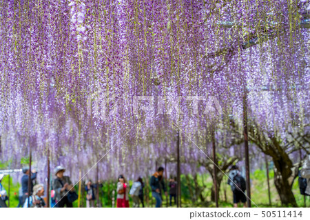 The famous spot of wisteria 50511414