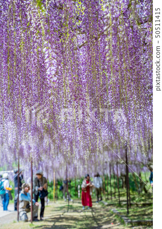 The famous spot of wisteria 50511415