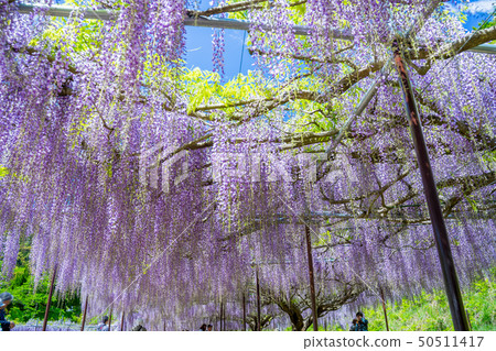 The famous spot of wisteria 50511417
