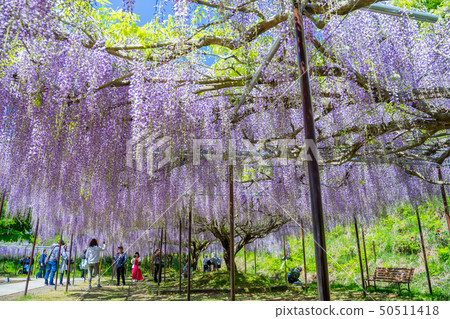 The famous spot of wisteria The famous spot of wisteria 50511418