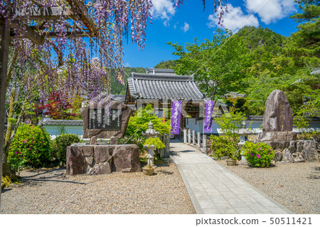 The famous spot of wisteria The famous spot of wisteria 50511421