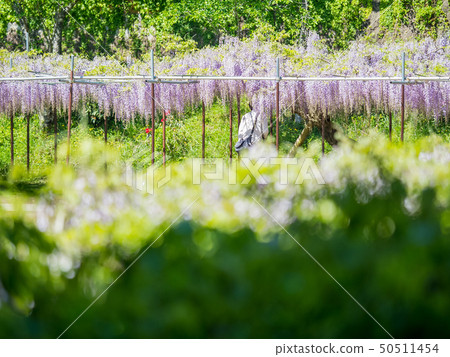 The famous spot of wisteria 50511454