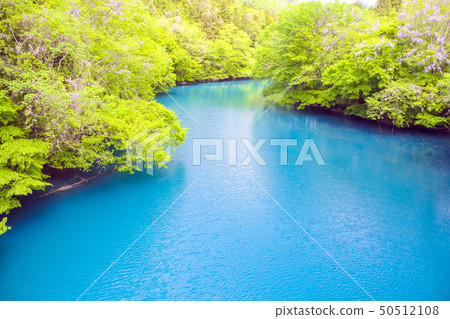 Fuji flower and blue lake Fuji flower and blue lake 50512108