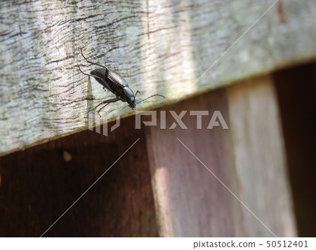 潛水 潛水 50512401