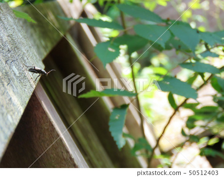 潛水 潛水 50512403