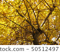 Ginkgo tree Ginkgo tree 50512497
