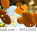 Autumn leaves Autumn leaves 50512502