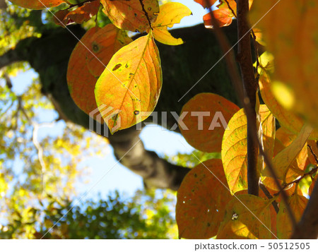 秋天的樹葉 50512505
