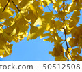 Ginkgo tree Ginkgo tree 50512508