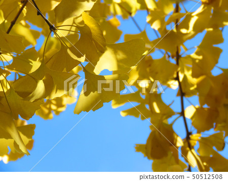 銀杏樹 銀杏樹 50512508