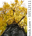 Ginkgo tree Ginkgo tree 50512511