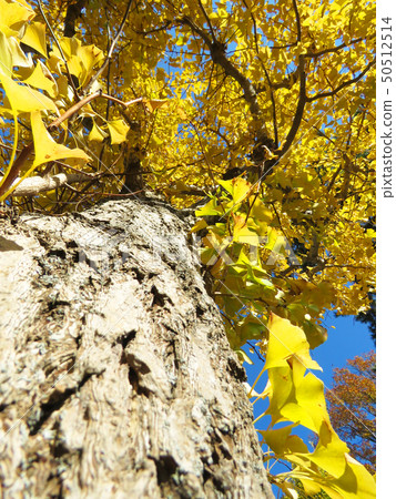 銀杏樹 銀杏樹 50512514
