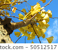Ginkgo tree Ginkgo tree 50512517