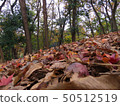 Fallen leaves Fallen leaves 50512519