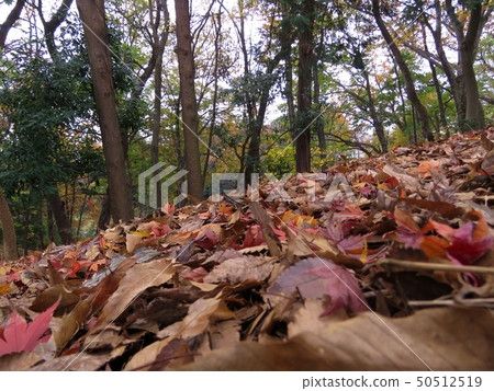 落葉 50512519