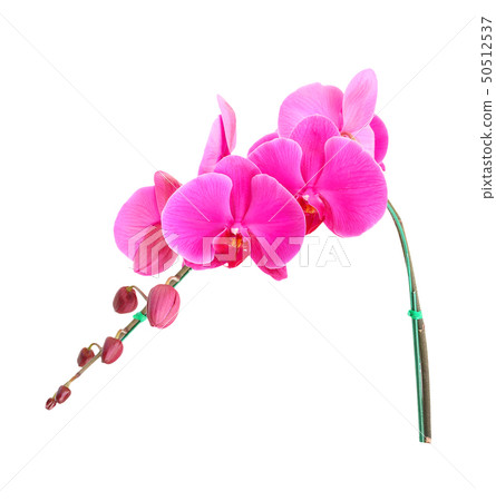 Orchid flowers isolated on white background. 50512537