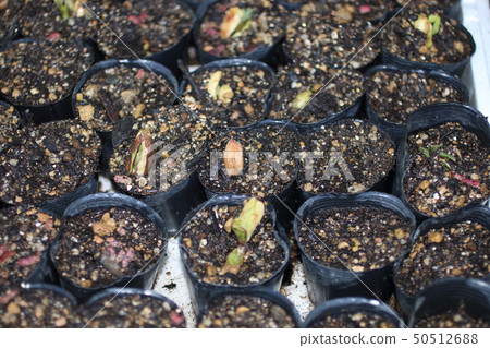 在廚房花園的屋簷下升起 在廚房花園的屋簷下升起 50512688