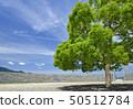 Fresh green honbon and clear blue sky 50512784