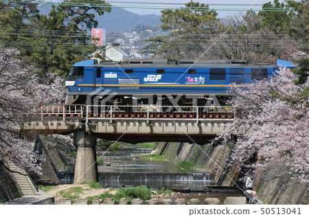 EF210貨物穿過盛開的淀川 50513041