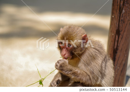 Takasakiyama child monkey Takasakiyama child monkey 50513144