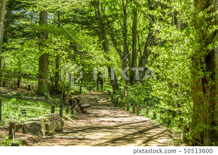 Hyogo Prefecture Rokko Takayama Botanical Garden 50513600
