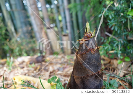 Bamboo forest bamboo shoots Bamboo forest bamboo shoots 50513823