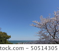 Blue sky and cherry blossoms and Ise Bay (April 2019, Mihama-cho, Chita-gun, Aichi Prefecture) Blue sky and cherry blossoms and Ise Bay (April 2019, Mihama-cho, Chita-gun, Aichi Prefecture) 50514305