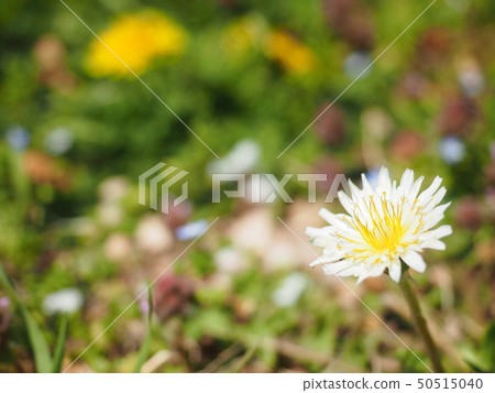 開花在領域的白色野雞蒲公英 50515040