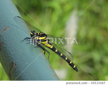 Kooniyanma (September, June 2017 Nagoya City, Aichi Prefecture) Kooniyanma (September, June 2017 Nagoya City, Aichi Prefecture) 50515087