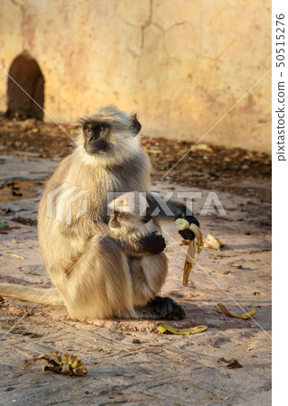 Gray langur monkey with baby eating banana in Gray langur monkey with baby eating banana in 50515276