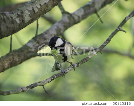 山雀,捕食 山雀,捕食 50515316