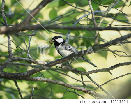 山雀，捕食 50515324