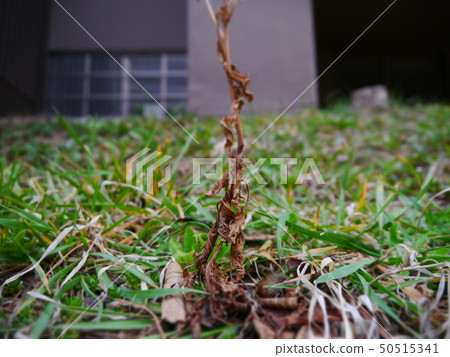 Leaves left alone, the beginning of spring Leaves left alone, the beginning of spring 50515341