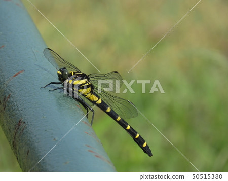 Kooniyanma (September, June 2017 Nagoya City, Aichi Prefecture) Kooniyanma (September, June 2017 Nagoya City, Aichi Prefecture) 50515380