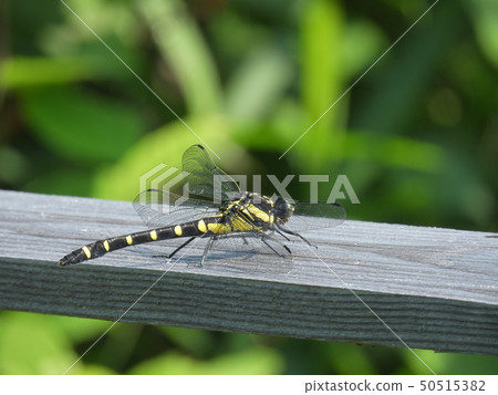 Kooniyanma（愛知縣名古屋市2017年6月） 50515382