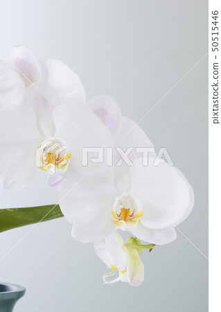 Moth orchids Moth orchids 50515446