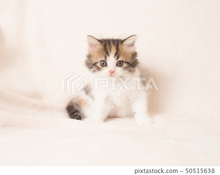 Kitten looking at the camera 50515638