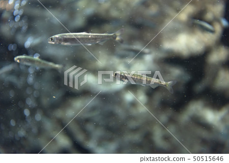 Salmon fry 50515646