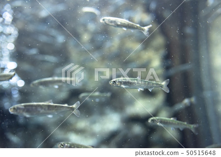 Salmon fry (swimming) 50515648