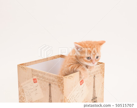 Kitten with a face out of the box 50515707