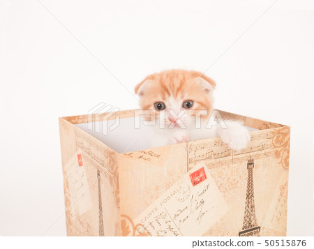 A kitten that makes a face out of the box A kitten that makes a face out of the box 50515876