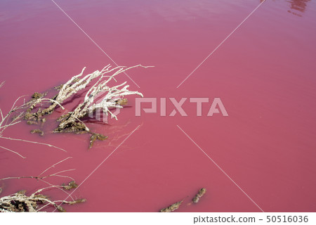 Pink salt lake in Melbourne, Australia. 50516036