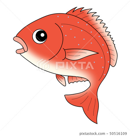 Sea bream Red snapper - Stock Illustration [50516109] - PIXTA