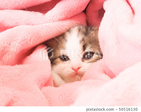 蘇格蘭折疊小貓從毯子做面孔 50516130
