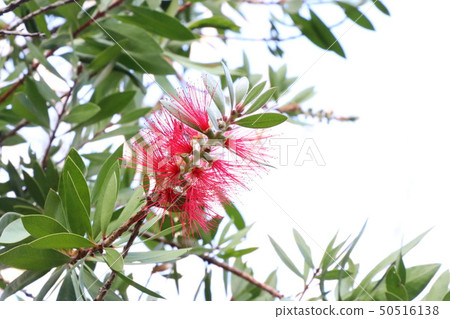 Pohutukawa 50516138