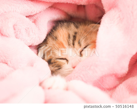 睡覺在一條桃紅色毯子的蘇格蘭人折疊小貓 50516148