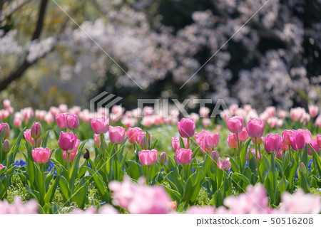櫻花和郁金香藍天奈良縣巴米丘陵公園 50516208