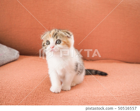 Little-eared kitten on the sofa 50516557