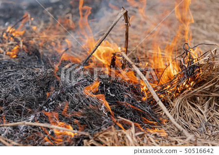 Burning dry grass in spring forest. Fire and smoke Burning dry grass in spring forest. Fire and smoke 50516642