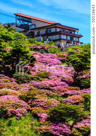 Miyama Kirishima of Nita Pass [Unzen City, Nagasaki Prefecture] 50516643
